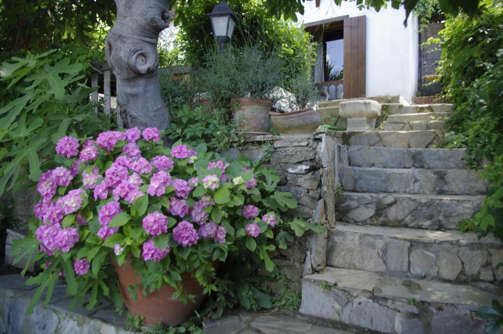 Terrace Houses Sirince 셀주크 객실 사진